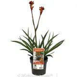 Kangaroo Paw 'Bush Fire' - Plant photo