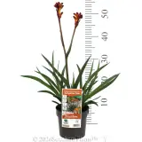 Kangaroo Paw 'Bush Fire' - Product photo