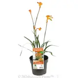 Bush Glow Kangaroo Paw - Primary