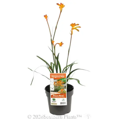 Bush Glow Kangaroo Paw