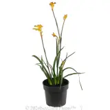 Bush Glow Kangaroo Paw - Alt