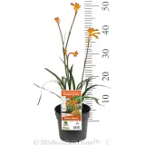 Bush Glow Kangaroo Paw - Pack