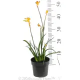 Bush Glow Kangaroo Paw - Ruler
