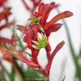 Bush Inferno Kangaroo Paw - Product photo