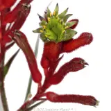 Bush Inferno Kangaroo Paw - Reference photo