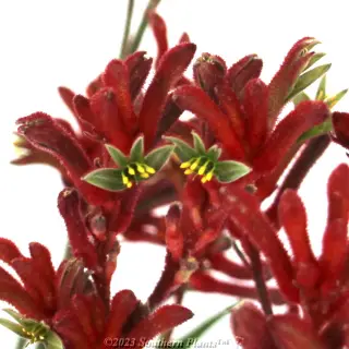 Anigozanthos 'Bush Inferno' — Plant detail