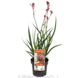 Bush Pearl Kangaroo Paw - Plant photo