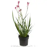 Bush Pearl Kangaroo Paw - Alternate photo