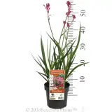 Bush Pearl Kangaroo Paw - Product photo