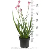 Bush Pearl Kangaroo Paw - Reference photo