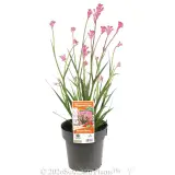 Bush Pearl Kangaroo Paw - Primary