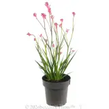 Bush Pearl Kangaroo Paw - Alt