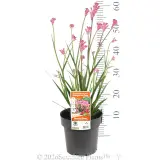 Bush Pearl Kangaroo Paw - Pack