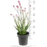 Bush Pearl Kangaroo Paw - Ruler