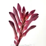 Bush Pearl Kangaroo Paw - Detail photo