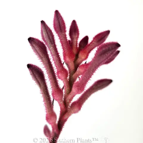 Bush Pearl Kangaroo Paw