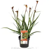 Bush Tenacity Kangaroo Paw - Plant photo