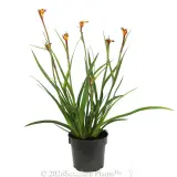 Bush Tenacity Kangaroo Paw - Alternate photo