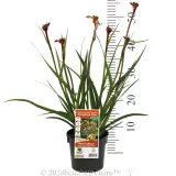 Bush Tenacity Kangaroo Paw - Product photo