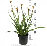 Bush Tenacity Kangaroo Paw - Reference photo