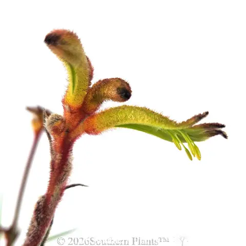 Bush Tenacity Kangaroo Paw