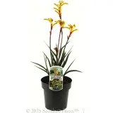 Bush Tenacity Kangaroo Paw - Plant photo