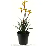 Bush Tenacity Kangaroo Paw - Alternate photo