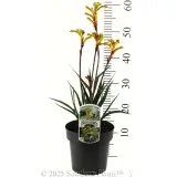 Bush Tenacity Kangaroo Paw - Product photo