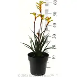 Bush Tenacity Kangaroo Paw - Reference photo
