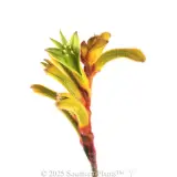 Bush Tenacity Kangaroo Paw - Detail photo