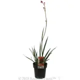 Bush Endeavour Kangaroo Paw - Plant photo