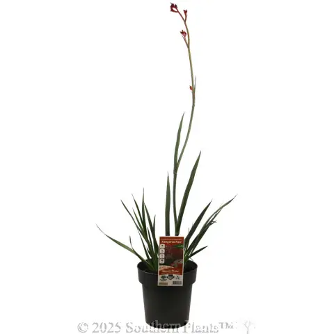 Bush Endeavour Kangaroo Paw