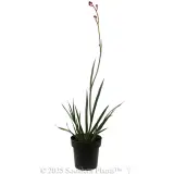 Bush Endeavour Kangaroo Paw - Alternate photo