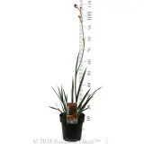 Bush Endeavour Kangaroo Paw - Product photo