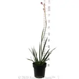 Bush Endeavour Kangaroo Paw - Reference photo