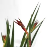 Bush Endeavour Kangaroo Paw - Product photo
