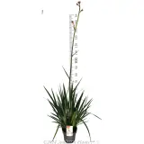 Bush Pioneer Kangaroo Paw - Product photo