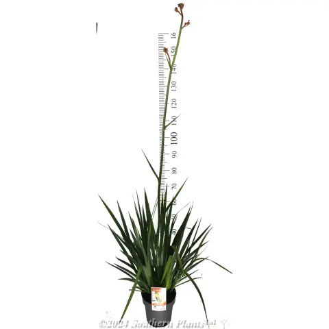 Bush Pioneer Kangaroo Paw