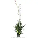 Bush Pioneer Kangaroo Paw - Reference photo