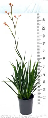 Bush Pioneer Kangaroo Paw - Primary