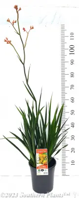Bush Pioneer Kangaroo Paw - Alt