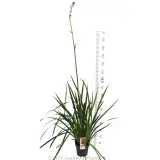 Landscape Tangerine  Kangaroo Paw - Product photo
