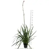 Landscape Tangerine  Kangaroo Paw - Reference photo