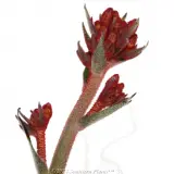 Landscape Tangerine  Kangaroo Paw - Detail photo