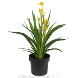 Bush Zest Kangaroo Paw - Alternate photo