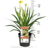 Bush Zest Kangaroo Paw - Product photo