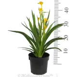 Bush Zest Kangaroo Paw - Reference photo
