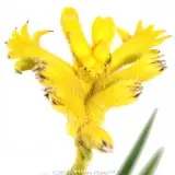 Bush Zest Kangaroo Paw - Detail photo