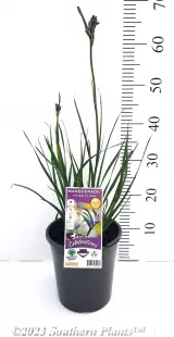 Celebrations® Masquerade Kangaroo Paw - Primary