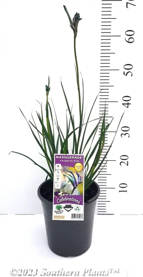 Celebrations® Masquerade Kangaroo Paw